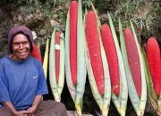 Buah Merah Papua, Pangan Lokal untuk Kesehatan dan Kedaulatan Bangsa