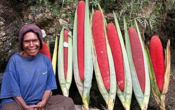 Buah Merah Papua, Pangan Lokal untuk Kesehatan dan Kedaulatan Bangsa