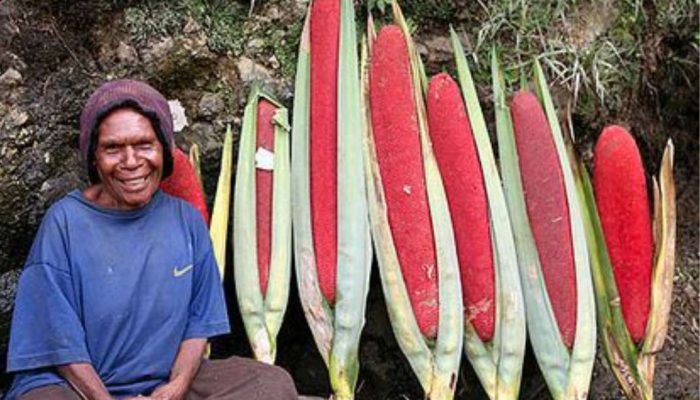 Buah Merah Papua, Pangan Lokal untuk Kesehatan dan Kedaulatan Bangsa