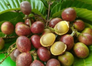 Matoa, Buah Khas Papua yang Kaya Manfaat