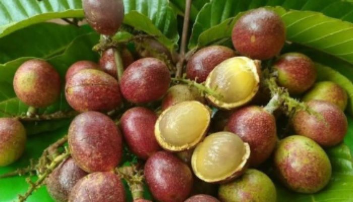 Matoa, Buah Khas Papua yang Kaya Manfaat