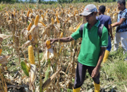 Bulog Papua Serap 269,8 Ton Jagung Petani, Siap Tampung Hasil Panen Lokal