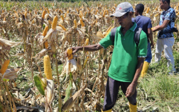 Bulog Papua Serap 269,8 Ton Jagung Petani, Siap Tampung Hasil Panen Lokal