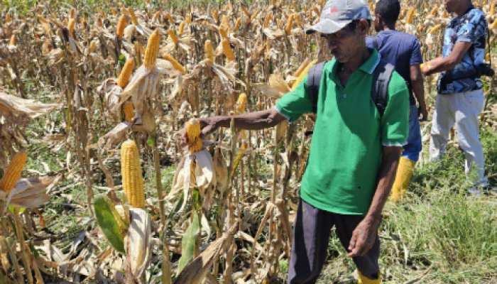 Bulog Papua Serap 269,8 Ton Jagung Petani, Siap Tampung Hasil Panen Lokal