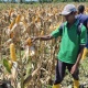 Bulog Papua Serap 269,8 Ton Jagung Petani, Siap Tampung Hasil Panen Lokal