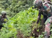 Satgas Yonif 753/ATV Temukan 169 Pohon Ganja di Pegunungan Bintang