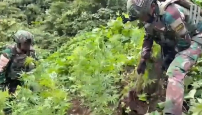Satgas Yonif 753/ATV Temukan 169 Pohon Ganja di Pegunungan Bintang