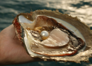 Mutiara Papua, Permata Laut Bernilai Tinggi yang Mendunia