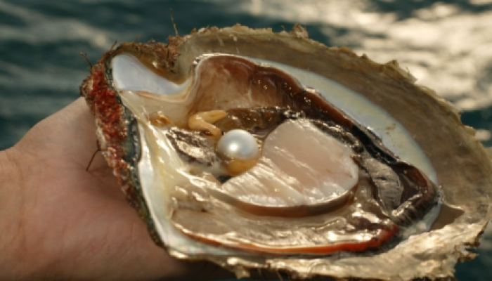 Mutiara Papua, Permata Laut Bernilai Tinggi yang Mendunia