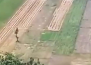 Papua Barat Dikejar Tenggat Pencetakan Sawah, Kementan Terapkan Jurus Darurat Ini!