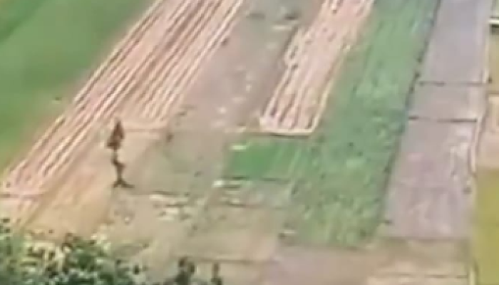Pertanian Masih Jadi ‘Raja’ Penampung Kerja di Papua Barat