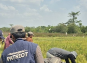 Inovasi Minapadi Didorong di Fakfak, Target Panen Padi 5 Ton per Hektare