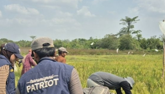 Inovasi Minapadi Didorong di Fakfak, Target Panen Padi 5 Ton per Hektare