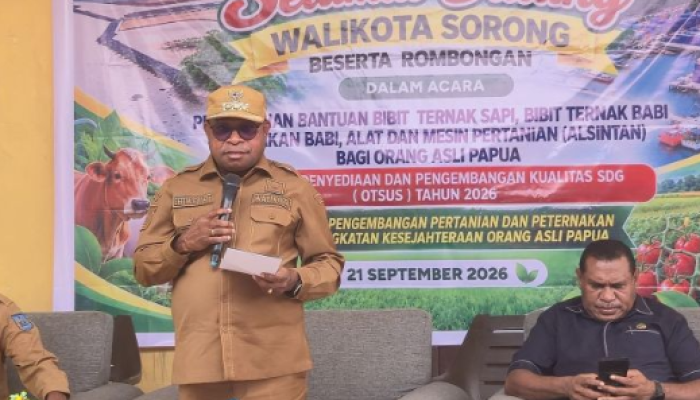 Pemkot Sorong Salurkan 19 Sapi untuk Kelompok Peternak OAP